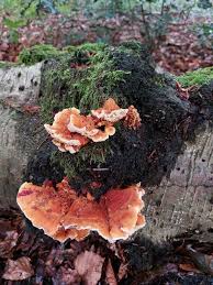 Attēlu rezultāti vaicājumam “Physarum bryomacrocarpum spores”