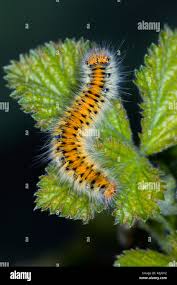 Attēlu rezultāti vaicājumam “Lasiocampa trifolii”