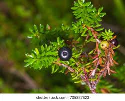 Attēlu rezultāti vaicājumam “Empetrum nigrum leaf”