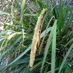 Attēlu rezultāti vaicājumam “Carex cespitosa flower”