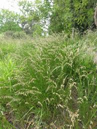 Attēlu rezultāti vaicājumam “Melica nutans”