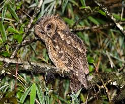 Attēlu rezultāti vaicājumam “Strix aluco juvenile”