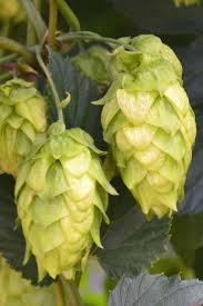 Attēlu rezultāti vaicājumam “Humulus lupulus”