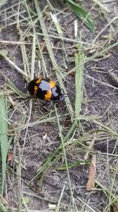 Attēlu rezultāti vaicājumam “Diaperis boleti nest”