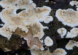 Attēlu rezultāti vaicājumam “Junghuhnia nitida”