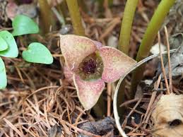 Attēlu rezultāti vaicājumam “Aristolochiaceae”