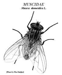 Attēlu rezultāti vaicājumam “Muscidae”