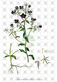 Image result for Legousia speculum-veneris