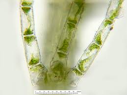 Attēlu rezultāti vaicājumam “Blepharostoma trichophyllum sporophyte”