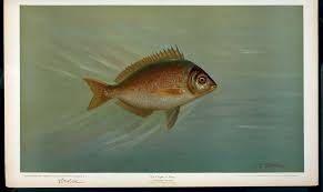 Image result for Tautoga onitis