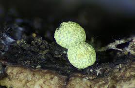 Attēlu rezultāti vaicājumam “Physarum decipiens”