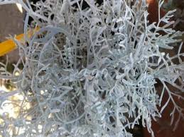 Image result for Cineraria maritima