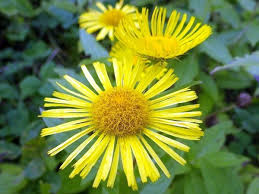 Attēlu rezultāti vaicājumam “Inula britannica flower”
