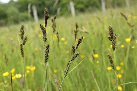 Attēlu rezultāti vaicājumam “Carex hartmanii”