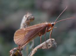 Attēlu rezultāti vaicājumam “Chaetopteryx villosa”