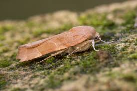 Attēlu rezultāti vaicājumam “Noctua fimbriata”