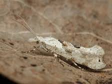 Attēlu rezultāti vaicājumam “Ypsolopha asperella”