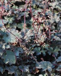 Image result for Heuchera `Palace Purple`
