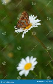 Attēlu rezultāti vaicājumam “Euphydryas maturna pupa”