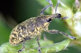 Attēlu rezultāti vaicājumam “Larinus sp.”