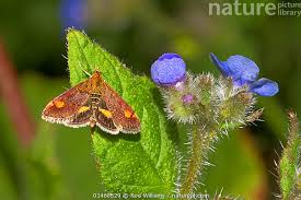 Attēlu rezultāti vaicājumam “Pyrausta aurata”