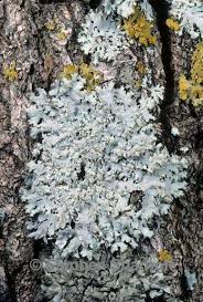 Attēlu rezultāti vaicājumam “Physcia tenella”