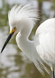 Image result for Egretta thula