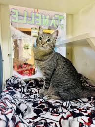 Afbeeldingsresultaat voor cheeta