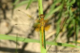 Attēlu rezultāti vaicājumam “Sympetrum flaveolum”