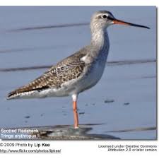 Image result for Tringa erythropus