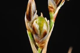 Attēlu rezultāti vaicājumam “Juncus squarrosus”