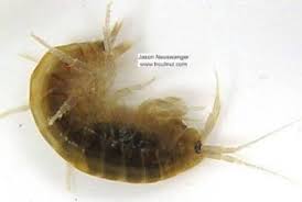 Attēlu rezultāti vaicājumam “Amphipoda”