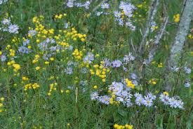 Image result for Aster amellus