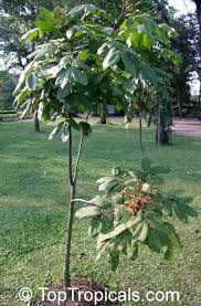 Attēlu rezultāti vaicājumam “Cribraria rubiginosa”