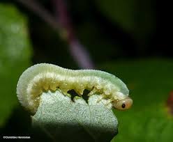 Attēlu rezultāti vaicājumam “Trichiosoma larva”