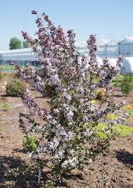 Attēlu rezultāti vaicājumam “Malus purpurea”
