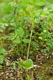 Attēlu rezultāti vaicājumam “Listera ovata leaf”