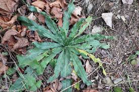 Attēlu rezultāti vaicājumam “Echium vulgare leaf”