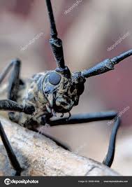 Attēlu rezultāti vaicājumam “Monochamus urussovi”