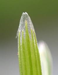 Attēlu rezultāti vaicājumam “Glyceria fluitans”