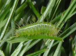 Attēlu rezultāti vaicājumam “Rivula sericealis”