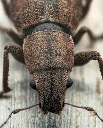 Attēlu rezultāti vaicājumam “Sitona sp.”