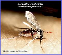 Attēlu rezultāti vaicājumam “Psychodidae”