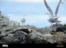 Attēlu rezultāti vaicājumam “Larus argentatus eggs”