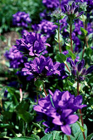 Image result for Campanula strigosa