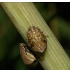 Attēlu rezultāti vaicājumam “Aphrophora salicina”