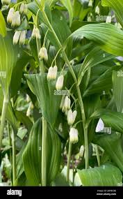 Attēlu rezultāti vaicājumam “Polygonatum odoratum flower”