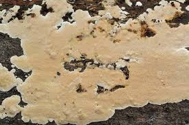 Attēlu rezultāti vaicājumam “Junghuhnia pseudozilingiana”