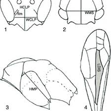Attēlu rezultāti vaicājumam “Diderma cinereum spores”
