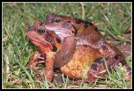 Attēlu rezultāti vaicājumam “Rana temporaria”